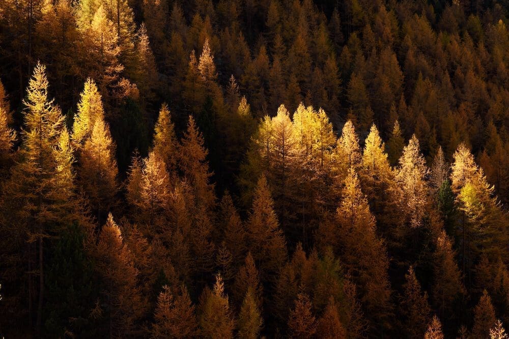 La saison des mélèzes en VR au Canada